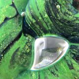 Sulfide paperweight robert pierini glass biot glass paperweight/novaro/green.