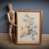 Rose lithograph frame Rosa Sulfura