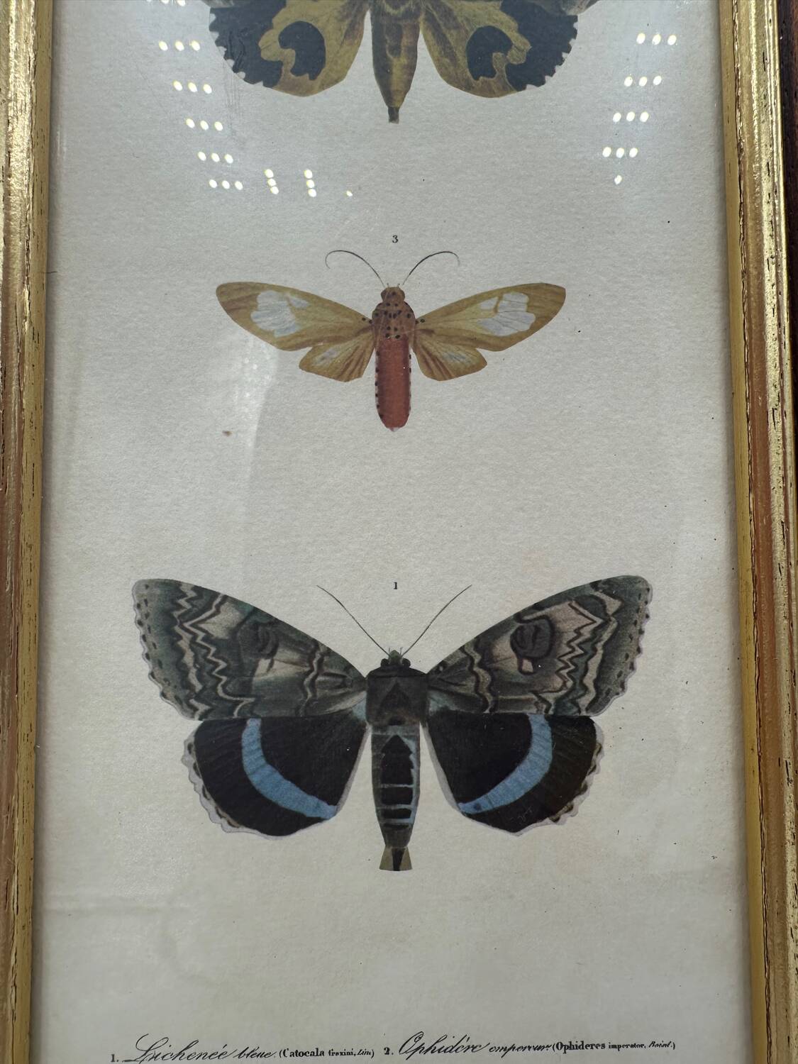 Butterflies lithograph frame