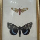 Butterflies lithograph frame