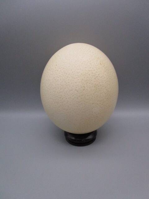 Ostrich egg on base