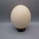 Ostrich egg on base