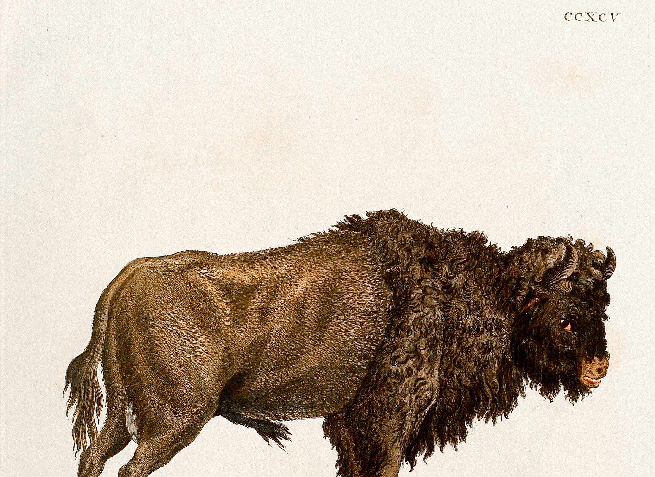 Poster about the Steppe Bison, based on an old engraving from 1774.