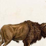 Poster about the Steppe Bison, based on an old engraving from 1774.