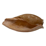 Shell volute
