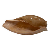 Shell volute