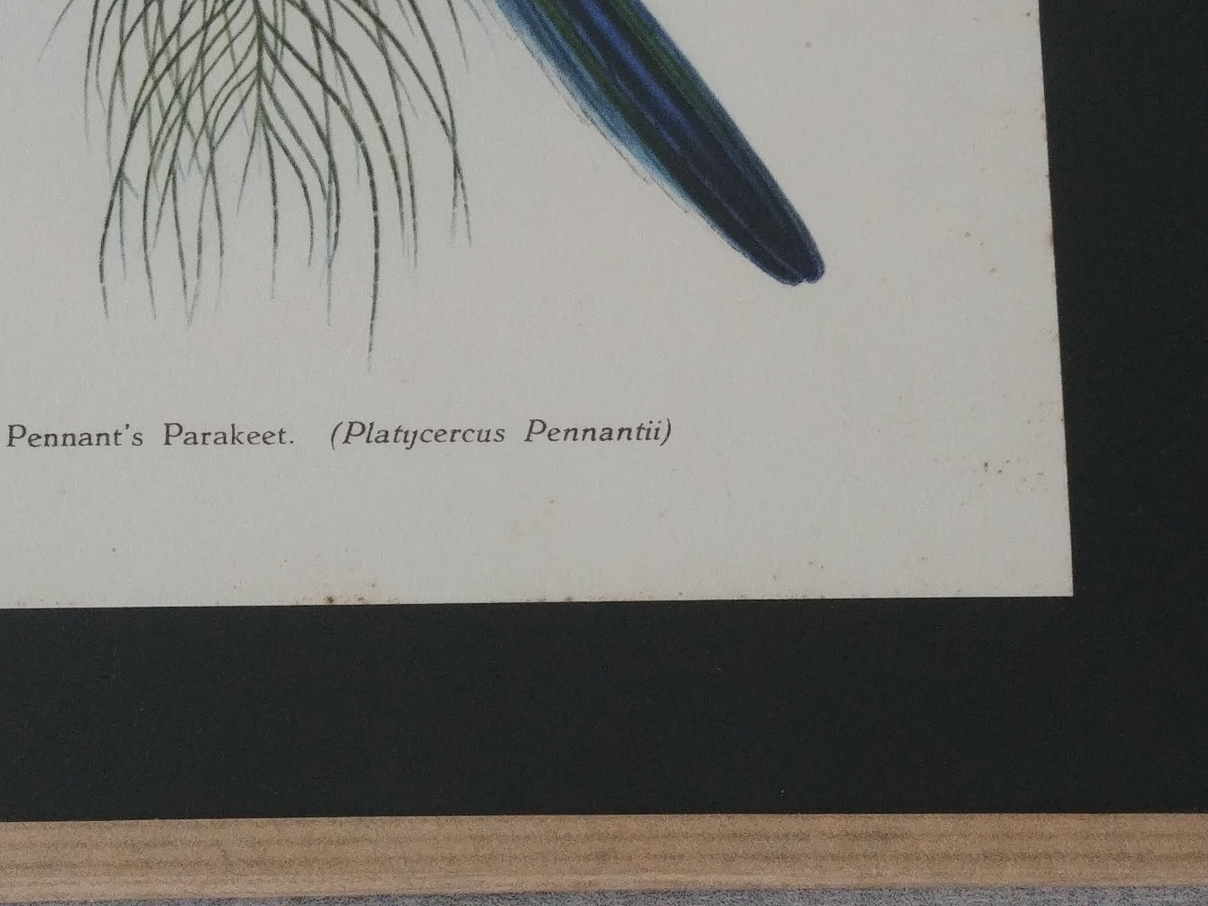 Three engravings of exotic birds