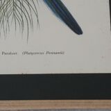 Three engravings of exotic birds