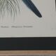 Three engravings of exotic birds