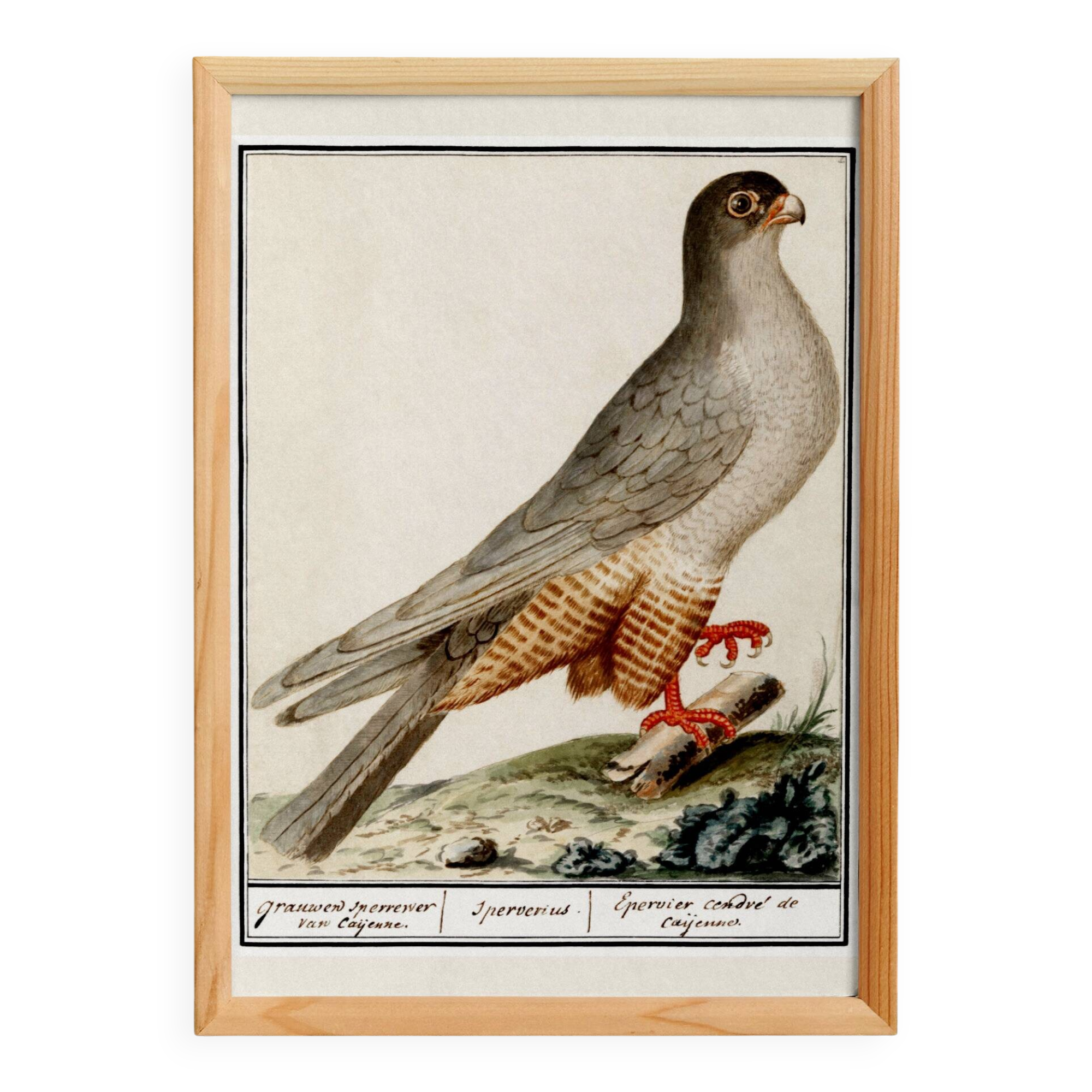 Small poster about the sparrowhawk, after an old engraving from 1610