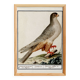 Small poster about the sparrowhawk, after an old engraving from 1610