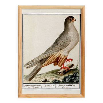 Affiche sur l'épervier, d'après une gravure ancienne de 1610