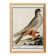Small poster about the sparrowhawk, after an old engraving from 1610