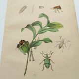 Antique engraving from 1839 - Polygonatum Insects - Hand-colored plate