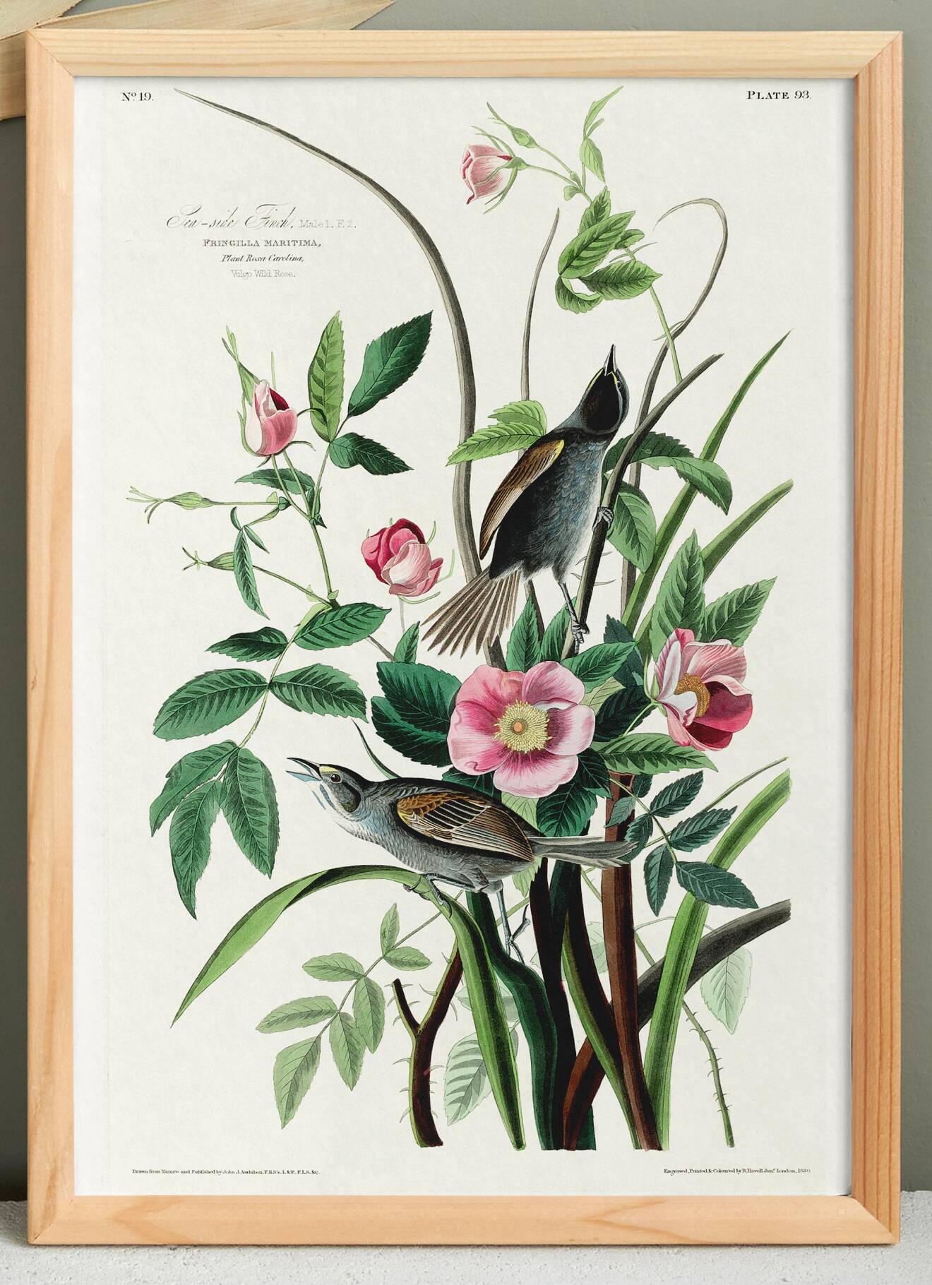 Poster of the White-throated Sparrow, after an old engraving from 1827