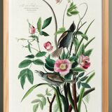 Poster of the White-throated Sparrow, after an old engraving from 1827