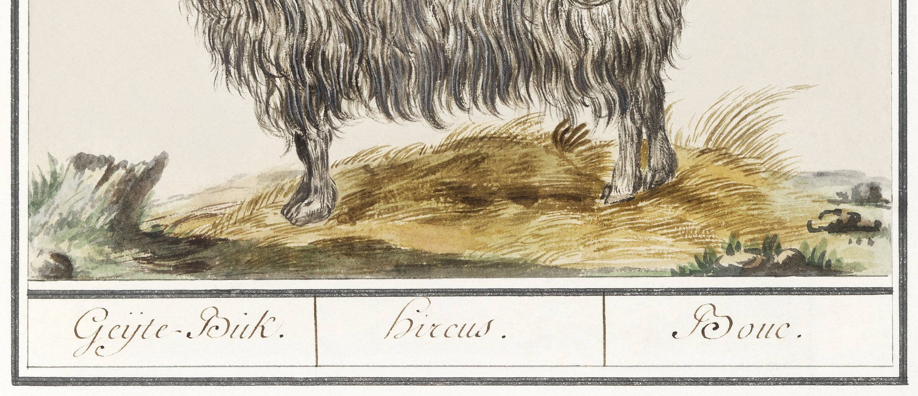 Petite affiche sur le bouc, d'après une gravure ancienne de 1610.