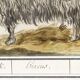 Petite affiche sur le bouc, d'après une gravure ancienne de 1610.