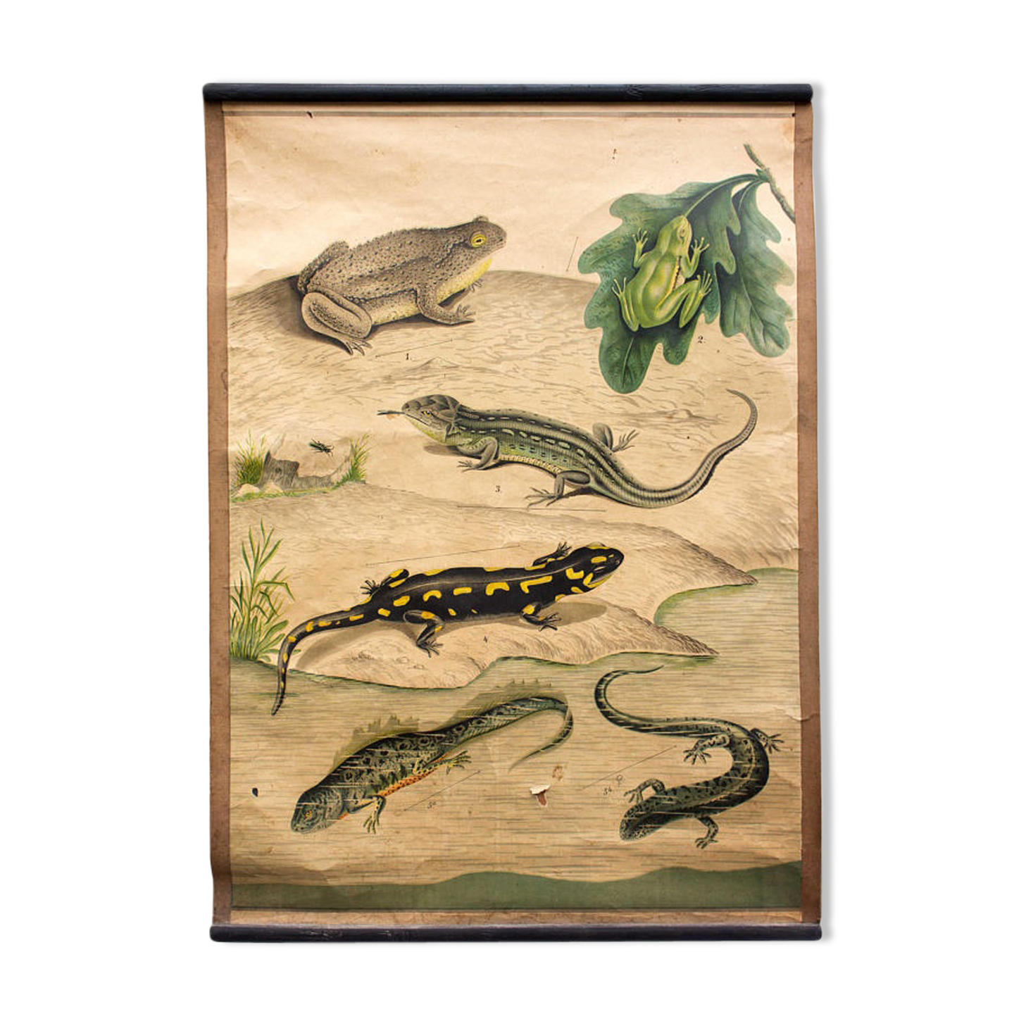 Educational poster, frog, salamander, lithograph, 1914