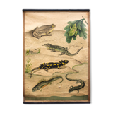 Educational poster, frog, salamander, lithograph, 1914