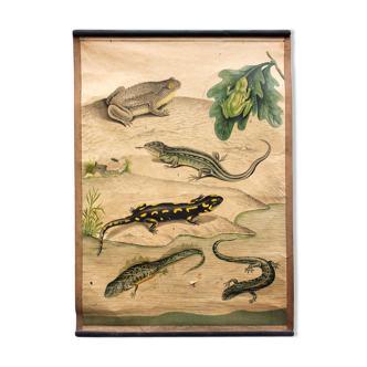 Affiche éducative, grenouille, salamandre, lithographie, 1914