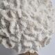 Ancient white labyrinthiform coral on pedestal