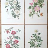 Set of 4 botanical plates roses