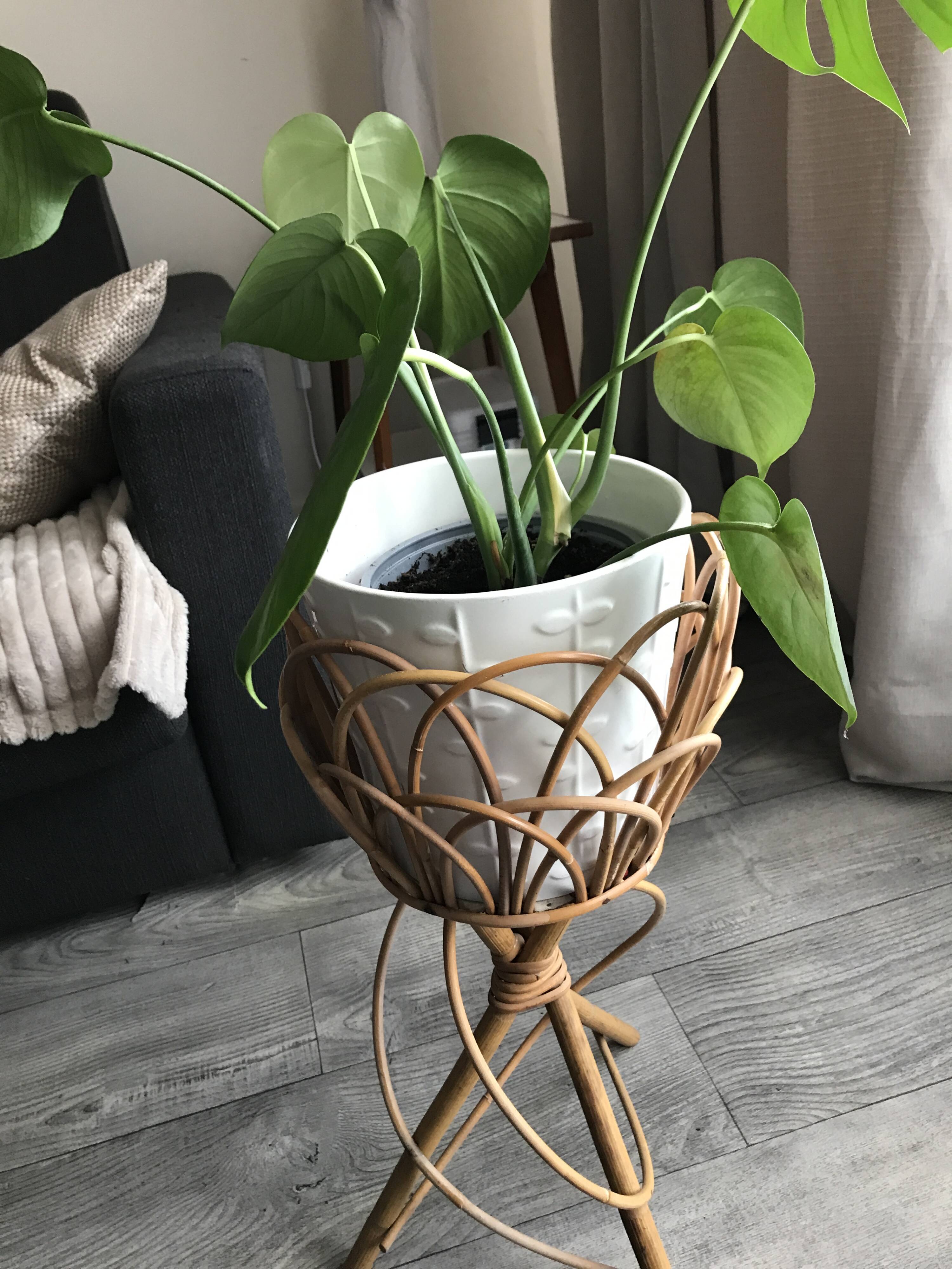 Rattan plant holder