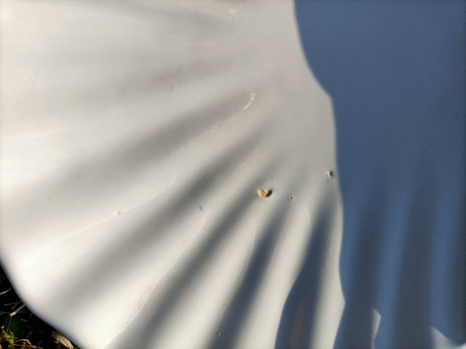 Scallop Shell Soap Dish