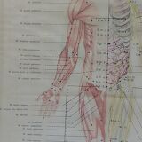 Anatomical poster