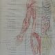 Anatomical poster