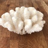 Cluster white coral