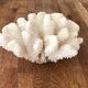 Corail blanc grappe