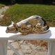 Brass cat