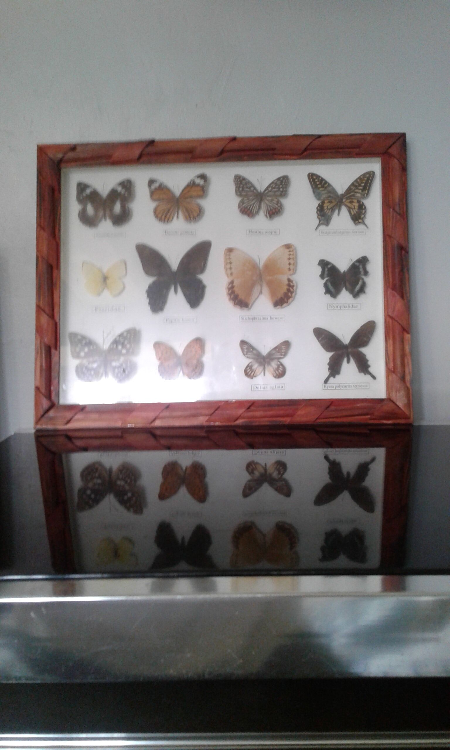 Butterfly frame under glass