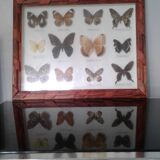 Butterfly frame under glass