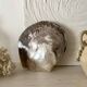 Oyster pearl catchall