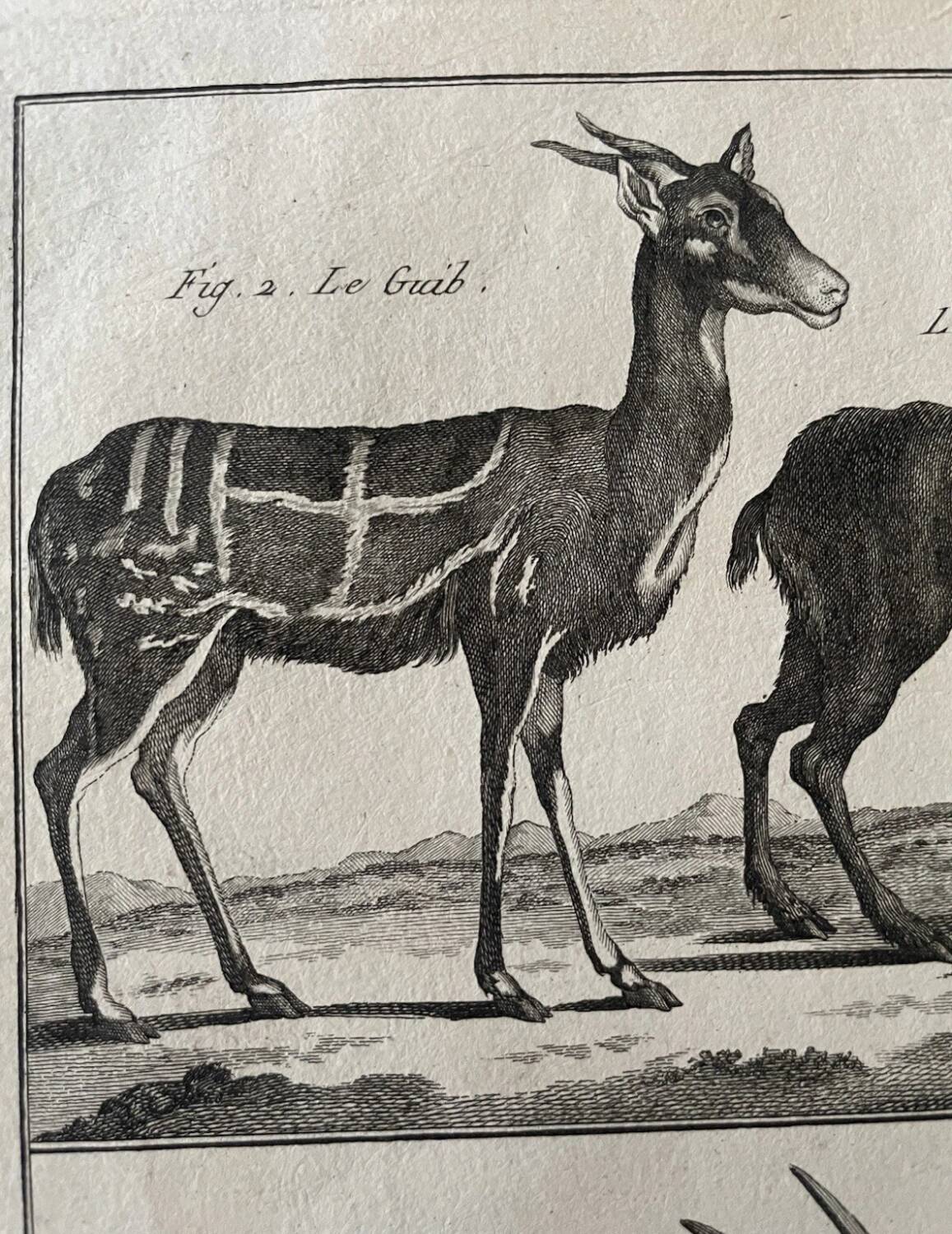 Engraving Old book 18th century Buffon, Bonnaterre, Natural history
