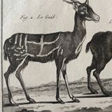 Engraving Old book 18th century Buffon, Bonnaterre, Natural history