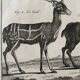 Engraving Old book 18th century Buffon, Bonnaterre, Natural history