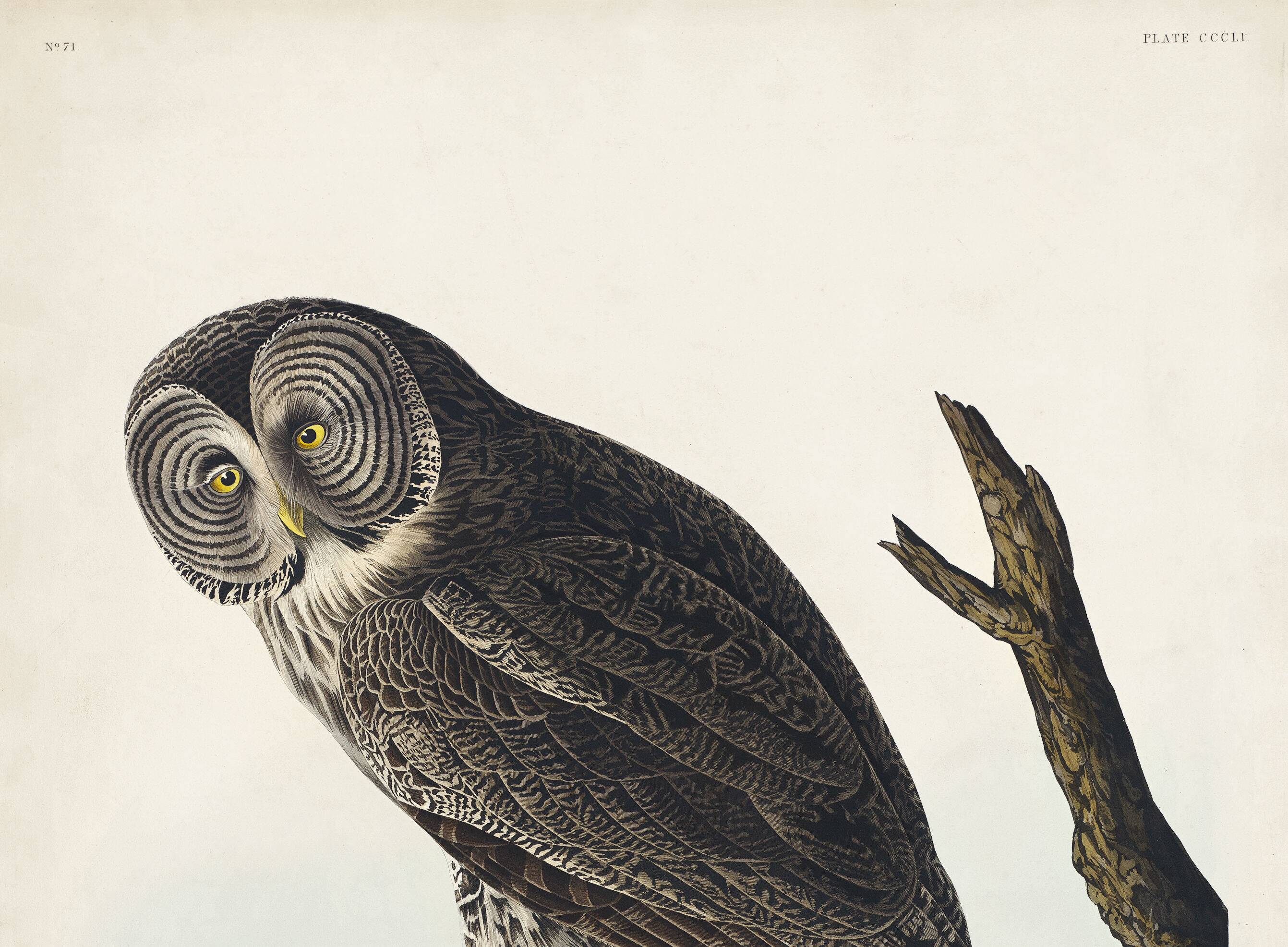 Poster about the Great Gray Owl, based on an old engraving from 1827.