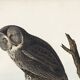 Poster about the Great Gray Owl, based on an old engraving from 1827.