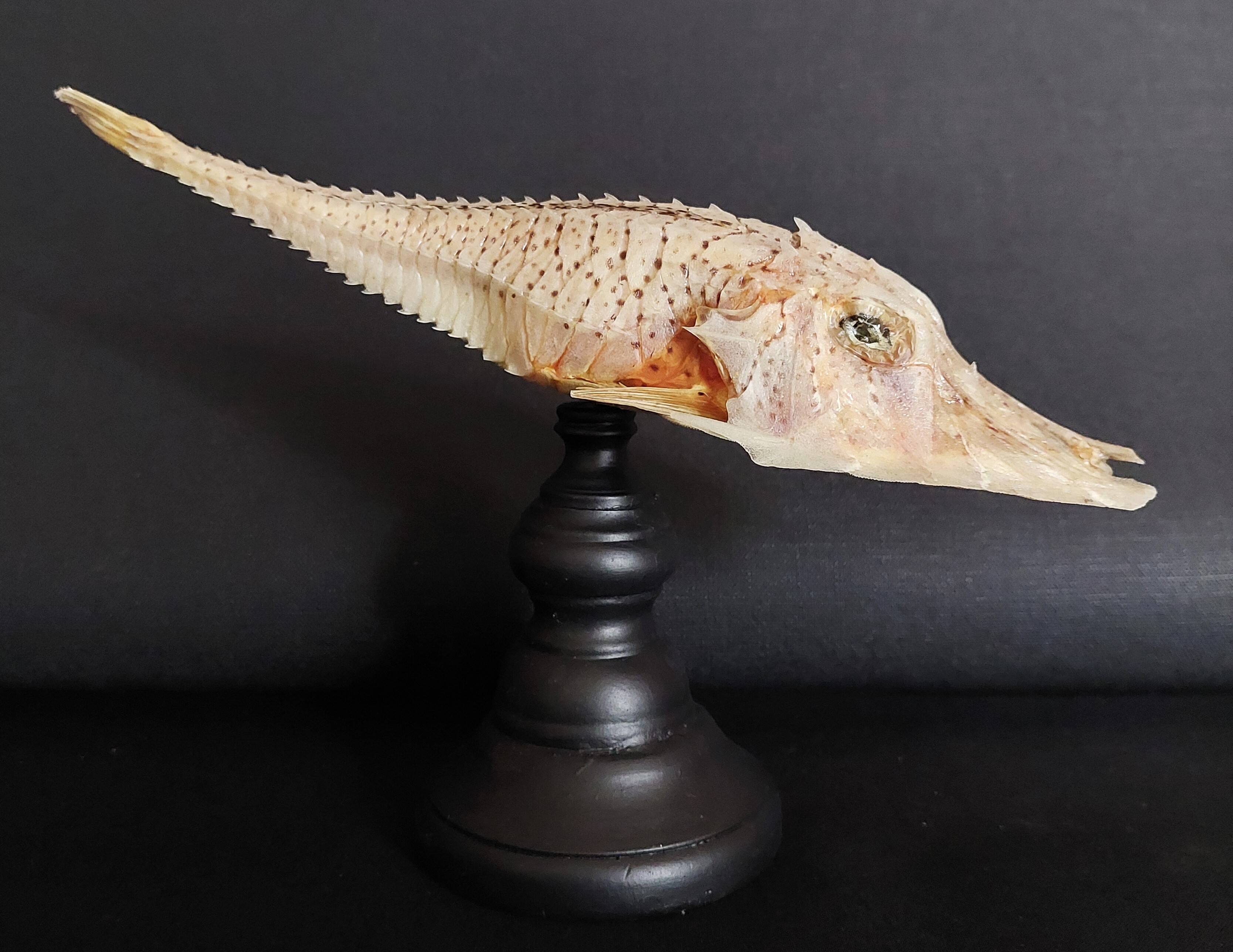 Cabinet of Curiosities naturalized fish satyrichthys welchi on base