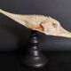 Cabinet of Curiosities naturalized fish satyrichthys welchi on base