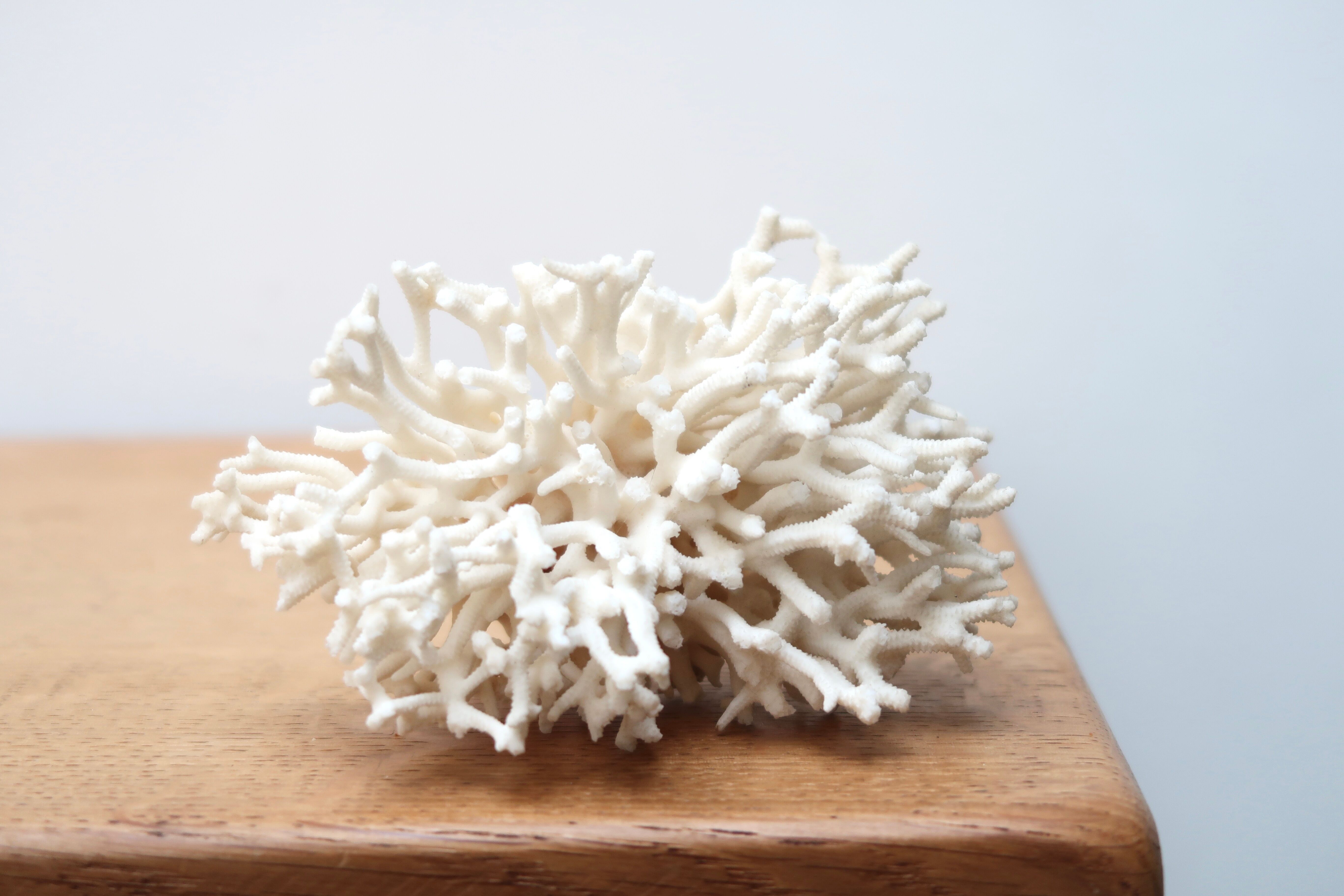 Branche de corail blanc années 70