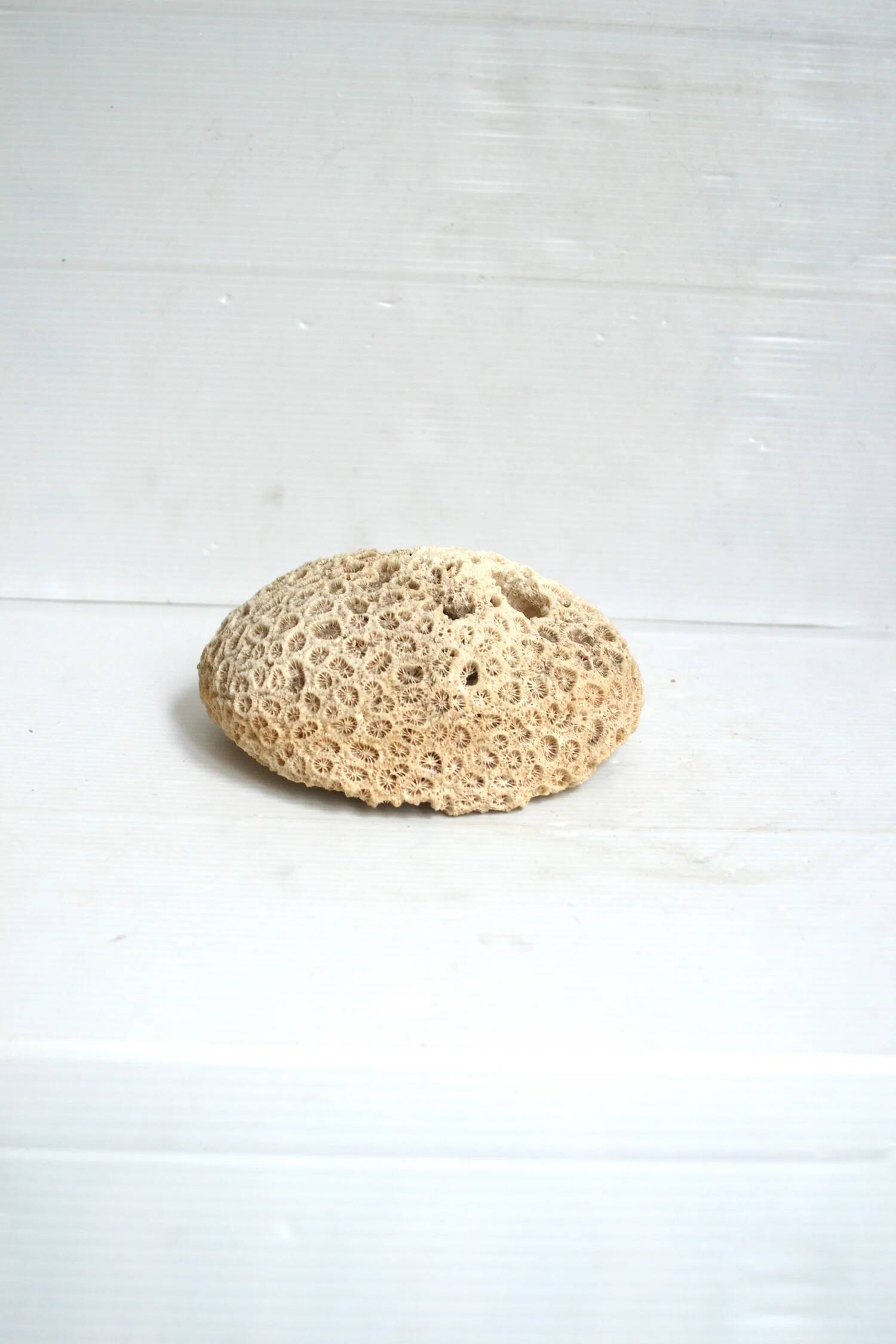 White coral