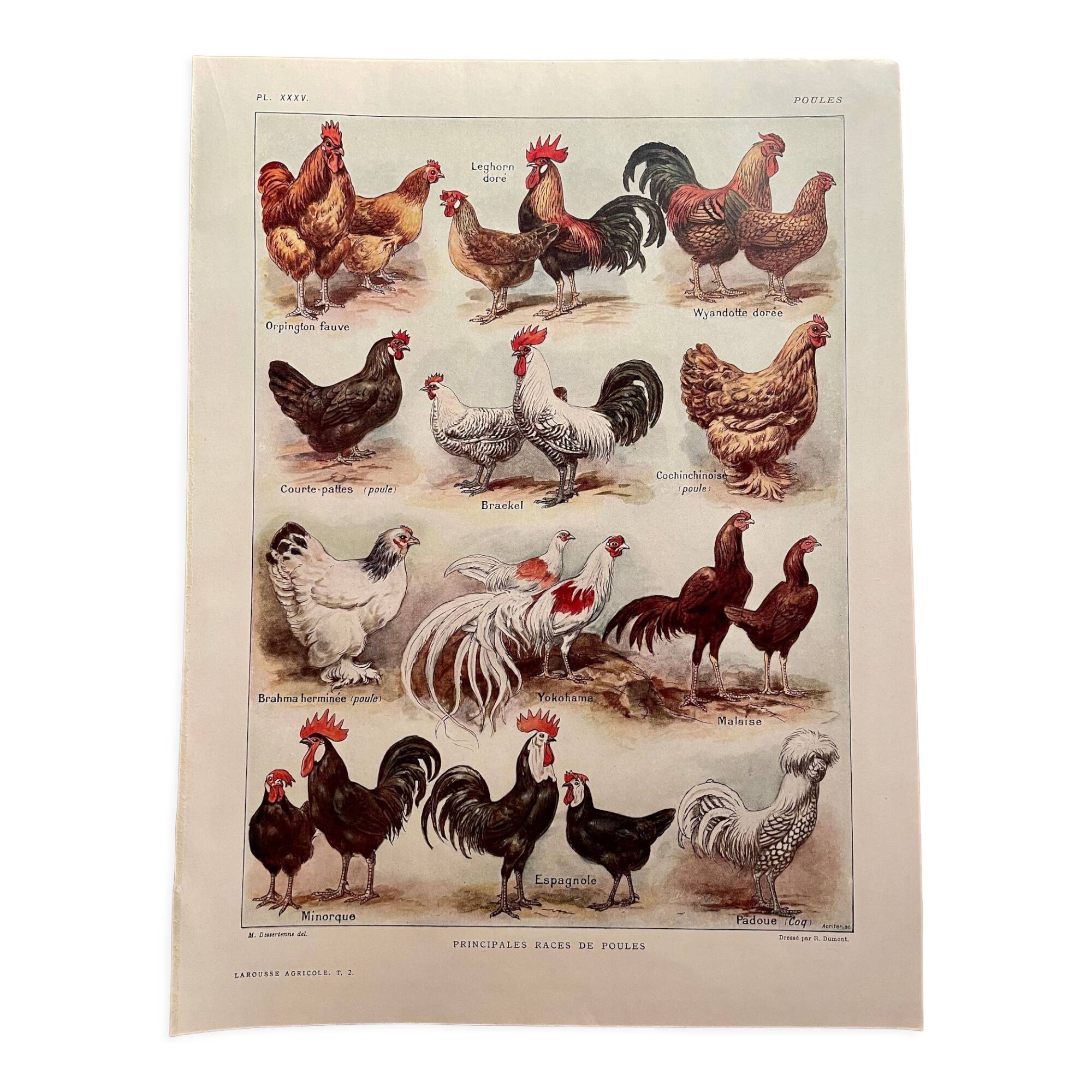 Lithograph on hens (XXXV) - 1920