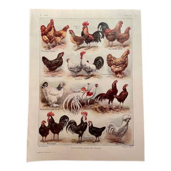 Lithographie sur les poules (XXXV) - 1920