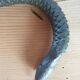 Serpent rappe a bois