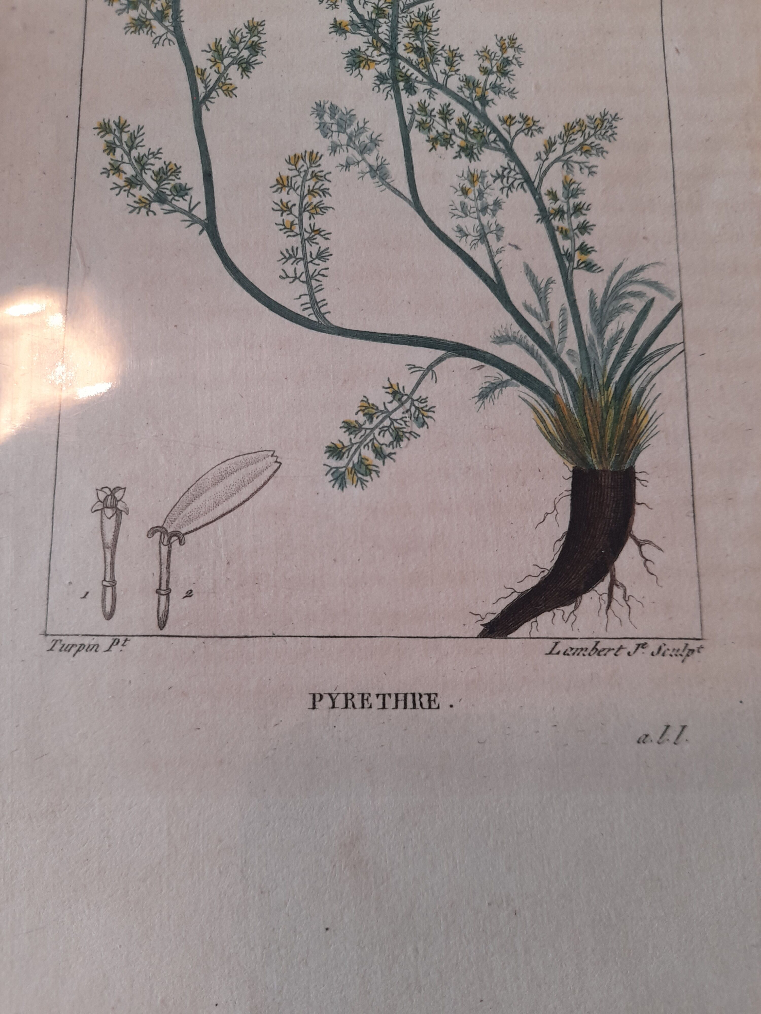 Botanical poster